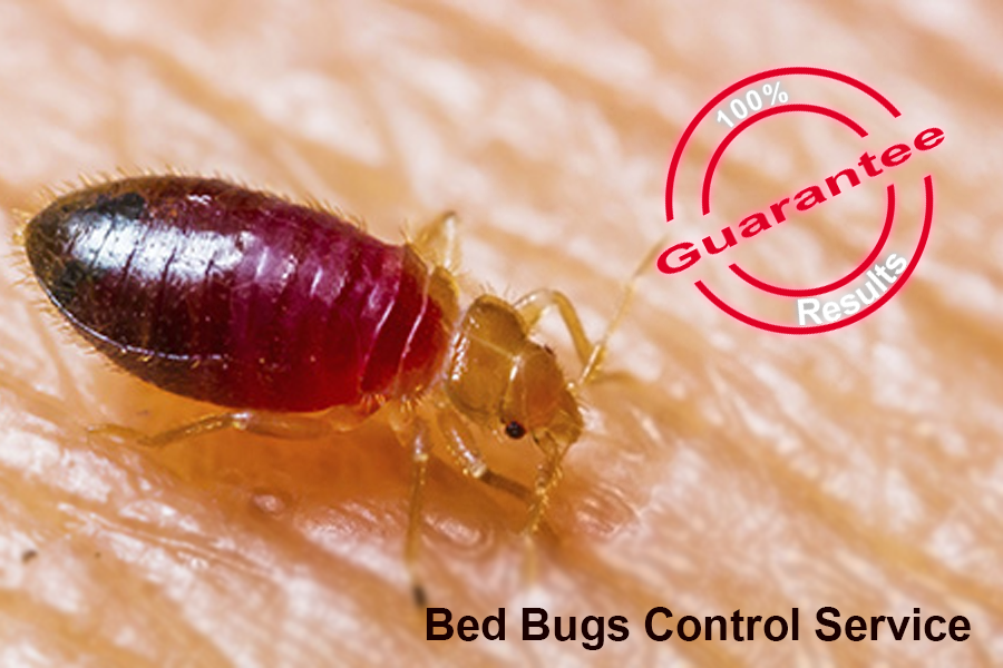 bed_bugs_control_in_chennai