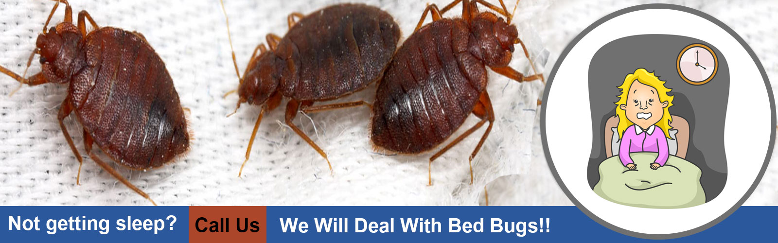 bed bugs control in chennai