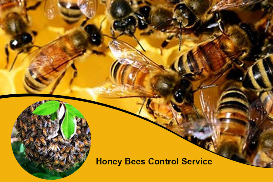 honeybee_control
