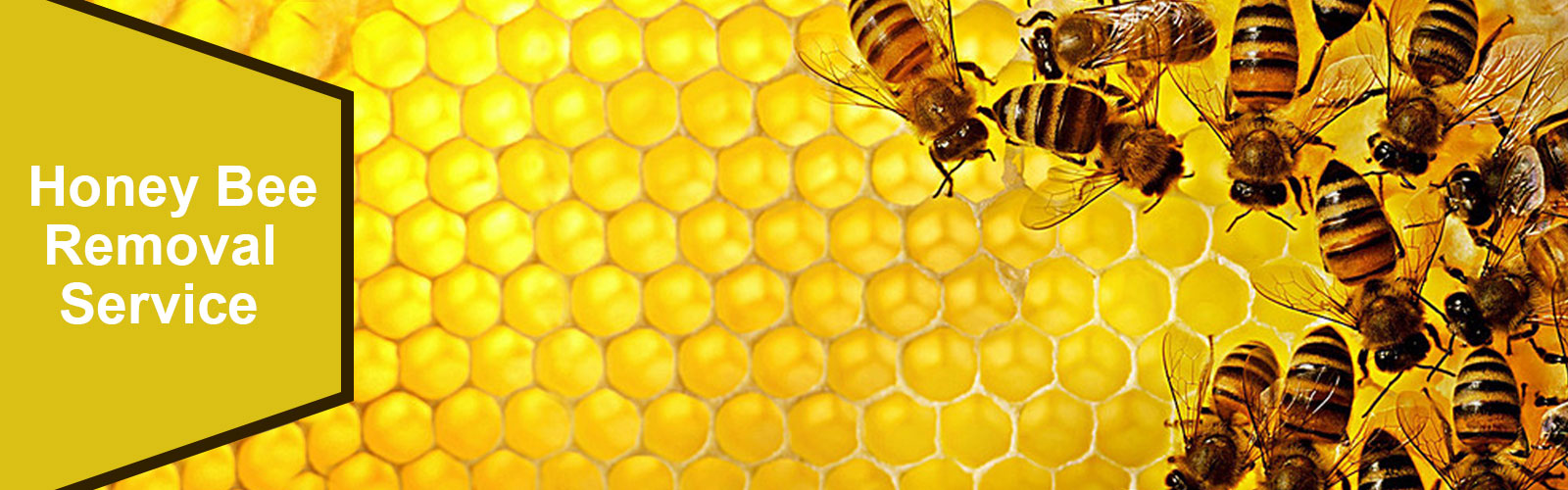 honey bee control service