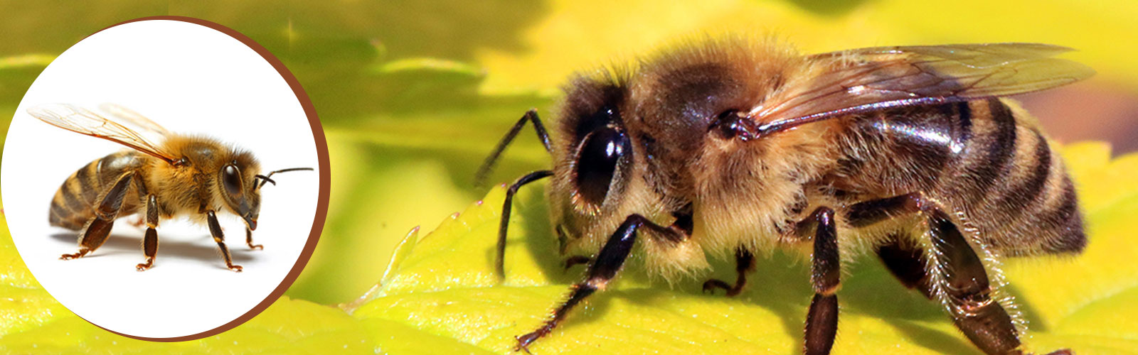 honey bee control service