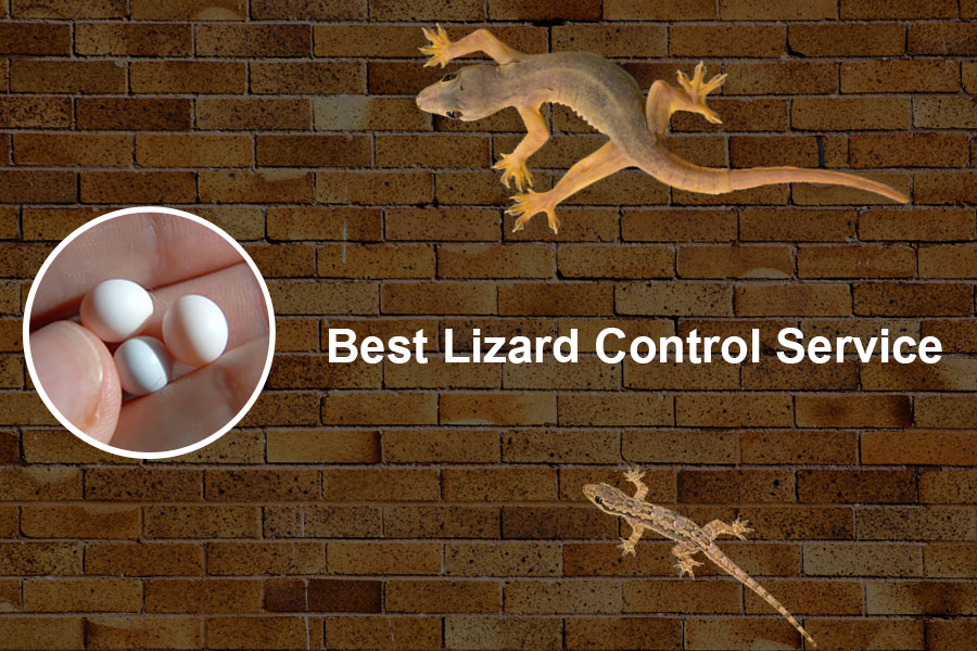 lizard_control_in_chennai