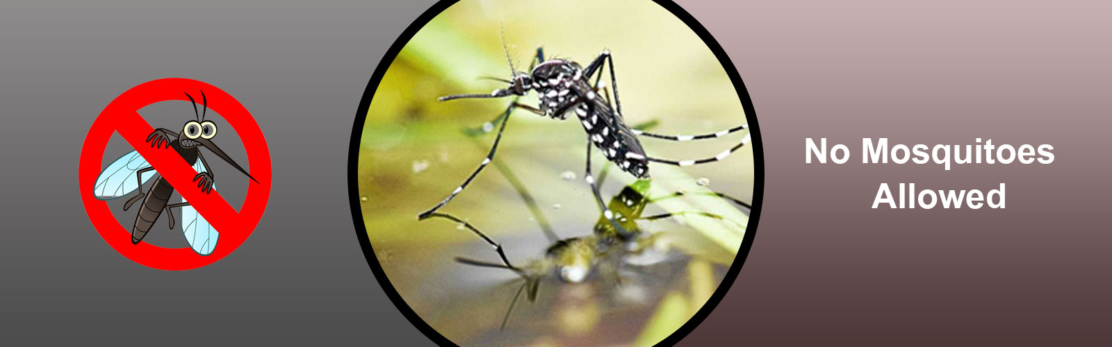 mosquito control control in chennai