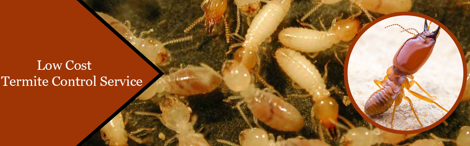 termite control in chennai