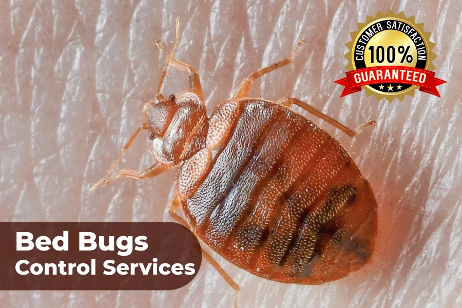 Bed Bug Control Services
