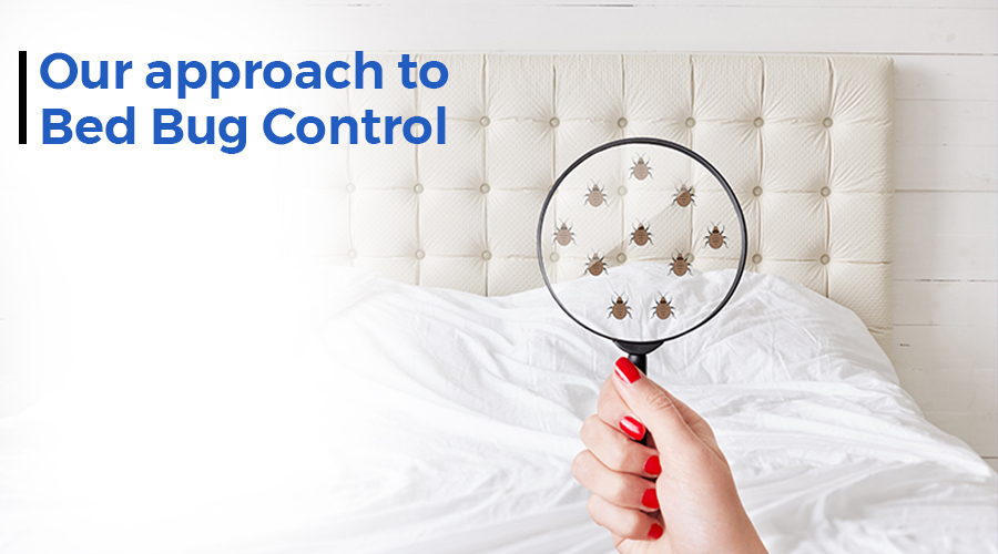 Signs of Bed Bug Infestation