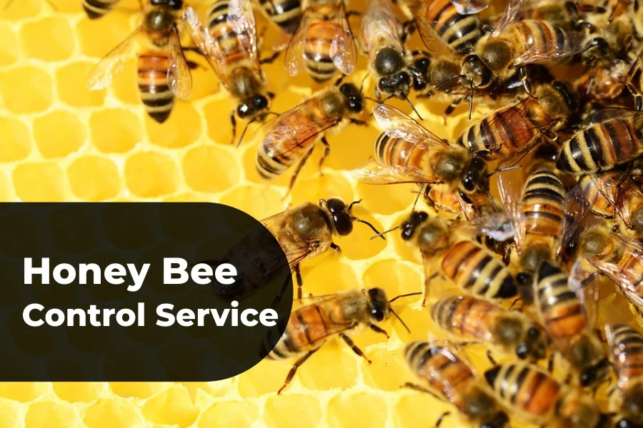 Honey Bee Control Services