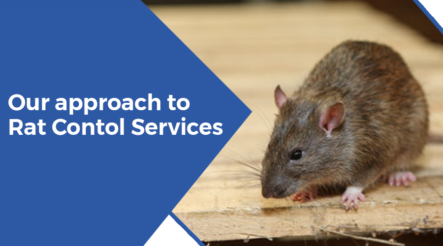 Signs of Rat Infestation