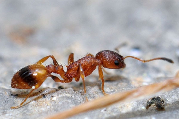 Ant Control