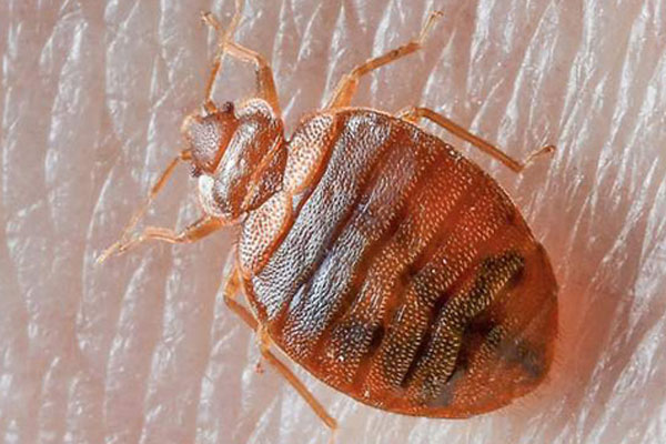 Bed Bugs Control