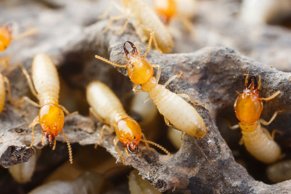 Termite Control