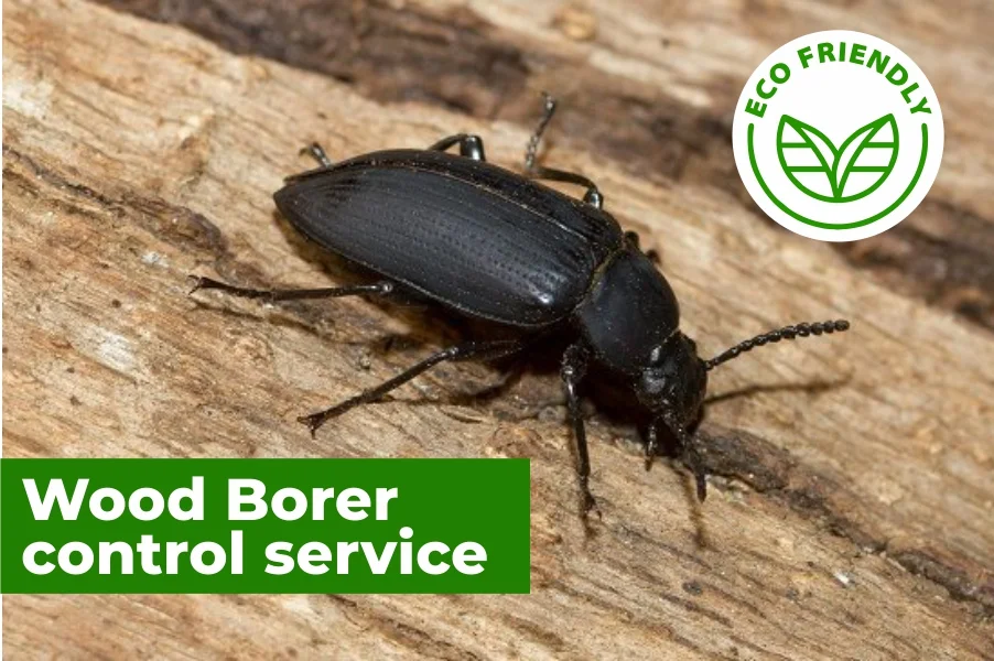 Wood Borer Control