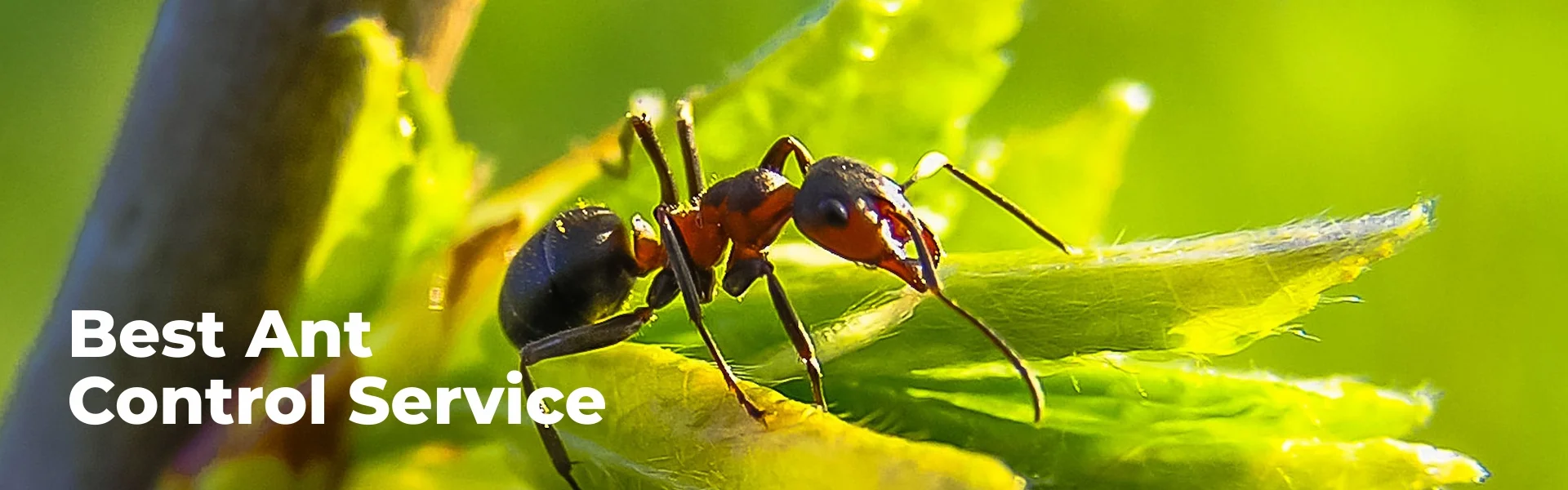 ant control in chennai