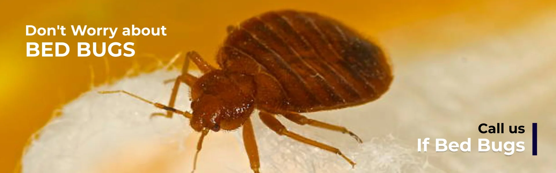 Bed bugs control services in Chennai