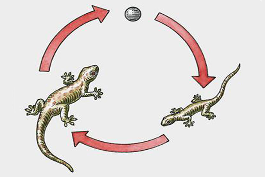 Lizard Life Cycle