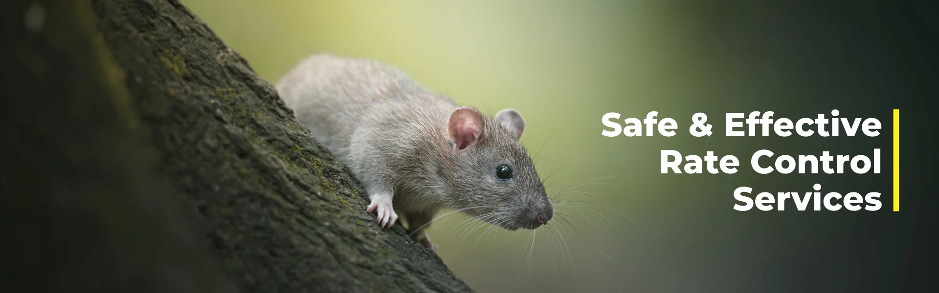 Rat control services in Chennai